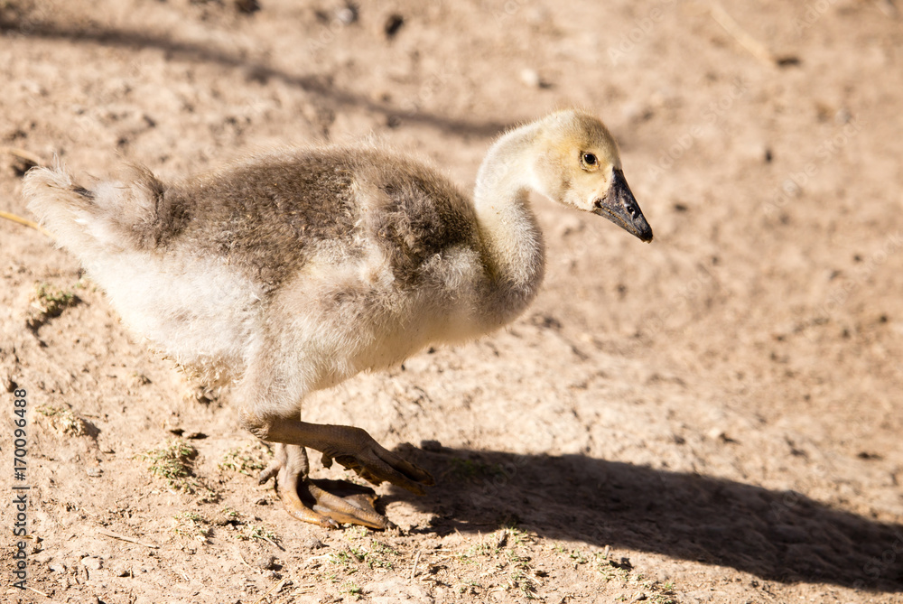 Duck for a walk on the farm