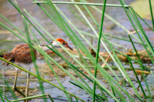 Combed Crested Jacana also called 'Jesus Bird is peaking through the tall grass in Corroboree Billabong, a pristine wetland habitat in Northern Territory, Australia. photo