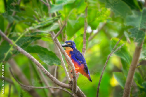 An azure kingfisher at Corroboree Billabong, Northern Territory, Australia