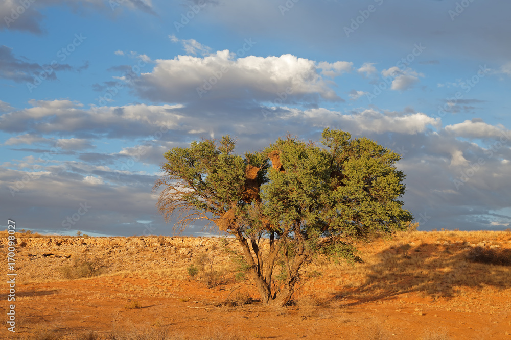 Desert landscape with a thorn tree in early morning light, Kalahari desert, South Africa.