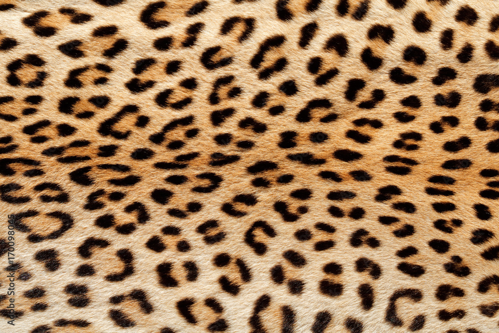 Naklejka premium Close-up view of the skin of a leopard (Panthera pardus).