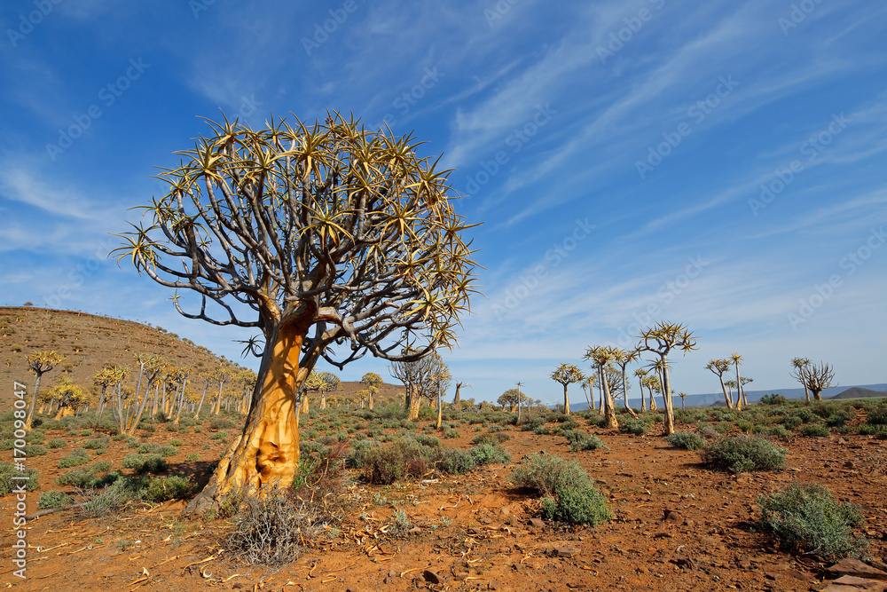 Desert landscape with with quiver trees (Aloe dichotoma), Northern Cape, South Africa . Desert landscape with with quiver trees (Aloe dichotoma), Northern Cape, South Africa .
