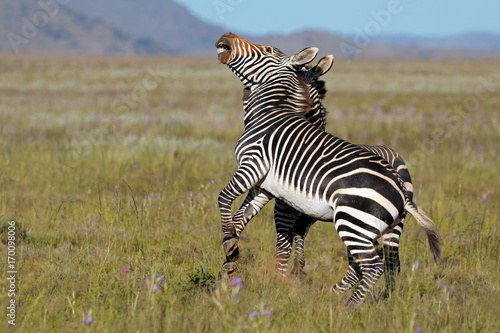 Cape mountain zebra stallions (Equus zebra) fighting, Mountain Zebra National Park, South Africa.