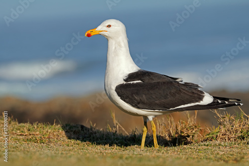 A kelp gull (Larus dominicanus) in natural habitat, South Africa .