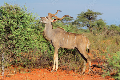 Male kudu antelope (Tragelaphus strepsiceros) in natural habitat, South Africa.
