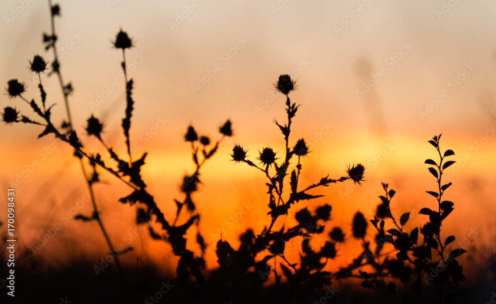 Obraz premium Silhouette of grass on a golden sunset