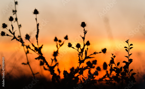 Silhouette of grass on a golden sunset © schankz