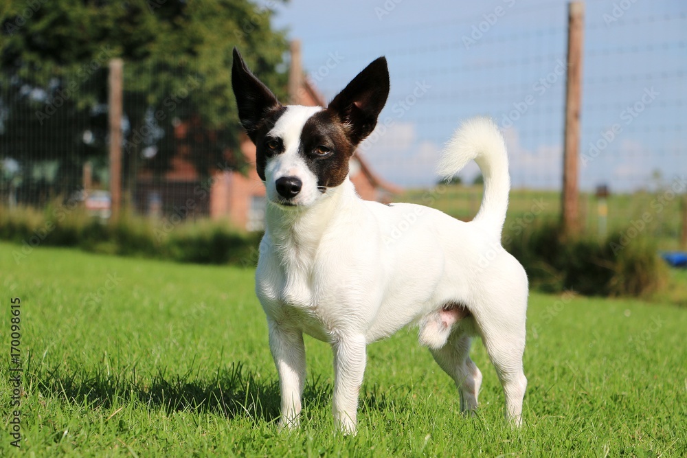 Jack Russel Mischling Portrait im Garten