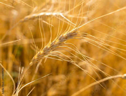 Yellow ears of wheat in a field in nature