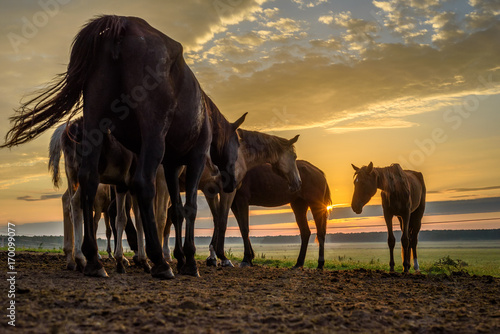 horses on the field graze at dawn © shymar27