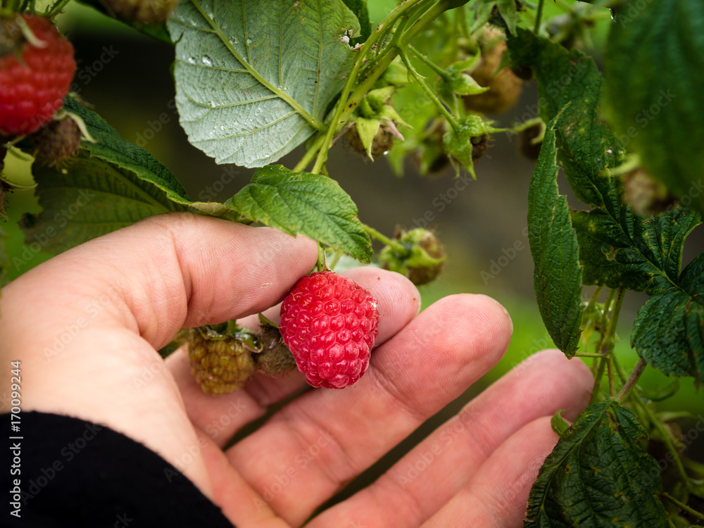 hand picking raspberry hand picking raspberry