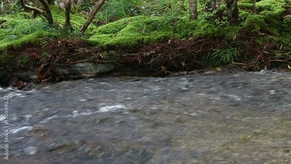 beautiful scenery - calm mountain water stream flowing in green forest. beautiful scenery - calm mountain water stream flowing in green forest.