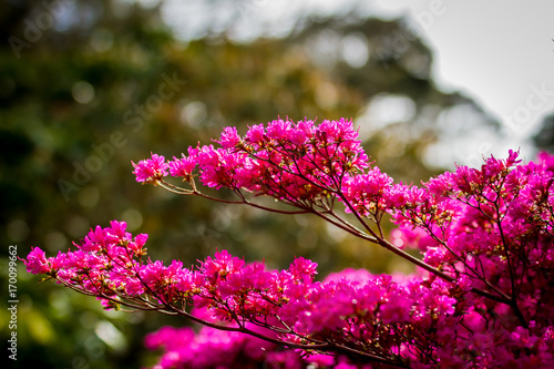 pink flower in public park 1 photo