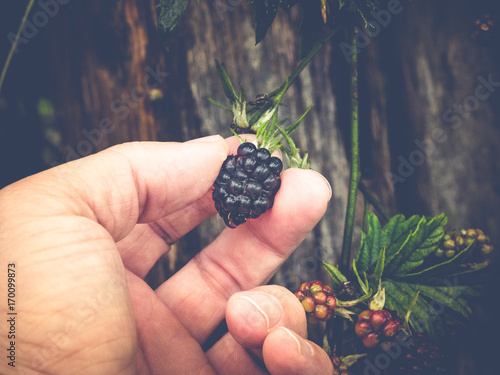 pick your own blackberrys photo