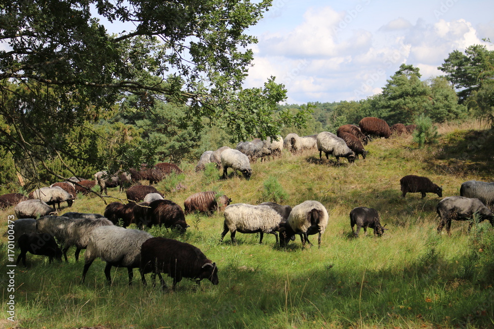 Heidschnuckenherde am Hügel