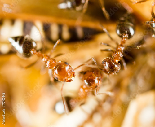 Ants eat a blacksmith in nature