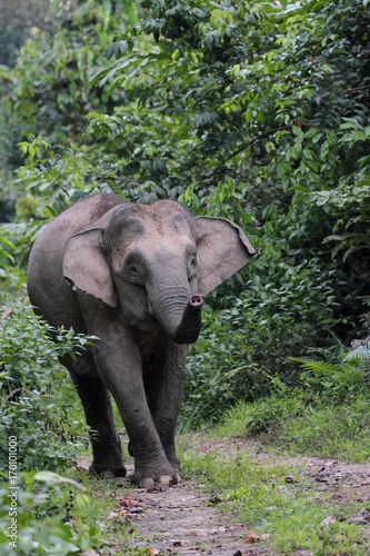 Borneo Pygmy Elephant (Elephas maximus borneensis) - ボルネオゾウ © YUMU