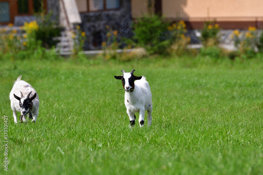 goats grazing the grass and fighting on the meadow goats grazing the grass and fighting on the meadow