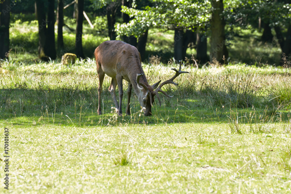 Fototapeta premium Rotwild im Wald