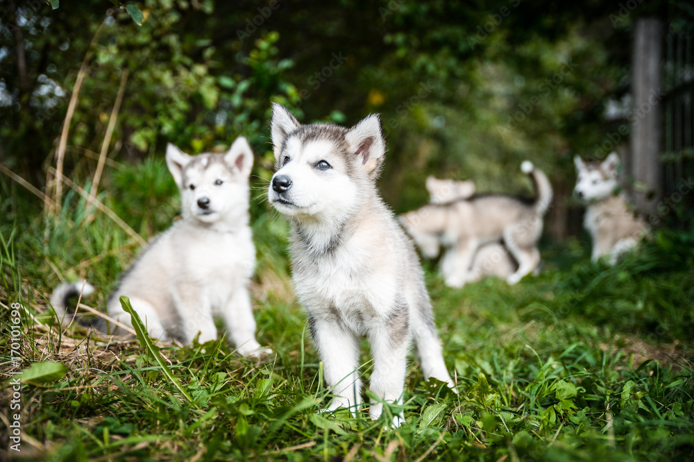 group of cute puppy alaskan malamute run on grass garden