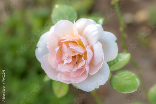 Ambridge Rose  Shrub Rose  Pink Rose Originally Produced by the Breeder Austin in UK  1990