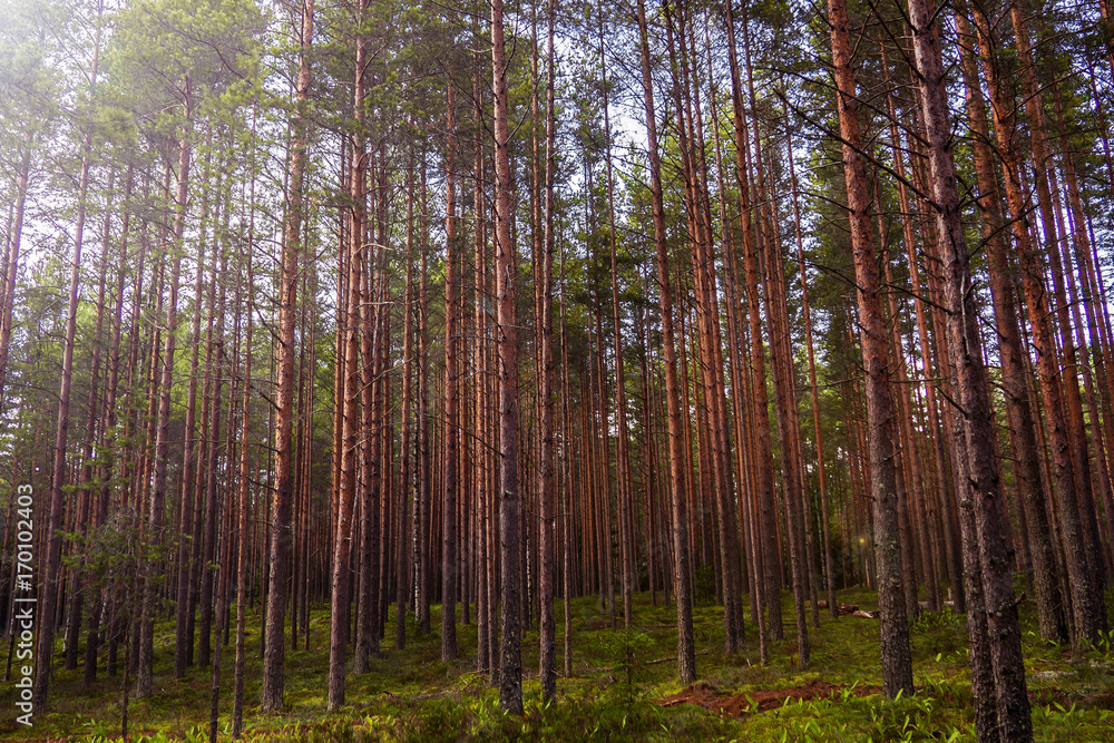 Pines high mystical of evening. The mystical nature of the wild forest. The landscape of Northern coniferous trees with long trunks. Pines high mystical of evening. The mystical nature of the wild forest. The landscape of Northern coniferous trees with long trunks.