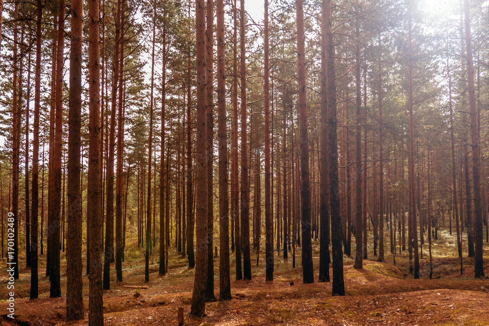 Pine high at sunset. The mystical nature of the wild forest. The landscape of Northern coniferous trees with long trunks. Pine high at sunset. The mystical nature of the wild forest. The landscape of Northern coniferous trees with long trunks.