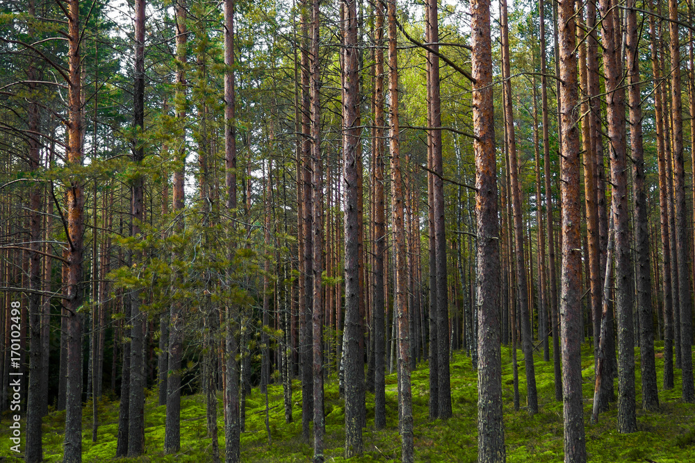 Obraz premium Panorama Pines high mystical. The mystical nature of the wild forest. The landscape of Northern coniferous trees with long trunks.