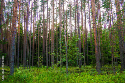 Mystic green pines high in the evening. The mystical nature of the wild forest. The landscape of Northern coniferous trees with long trunks.