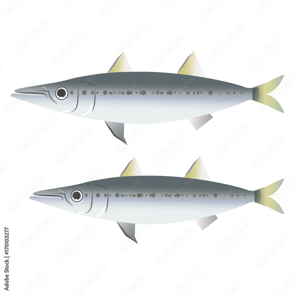 3 Best ヤマトカマス Images Stock Photos Vectors Adobe Stock