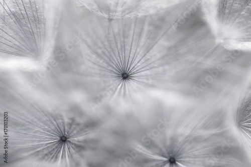 Fototapeta Naklejka Na Ścianę i Meble -  detail of seed of dandelion