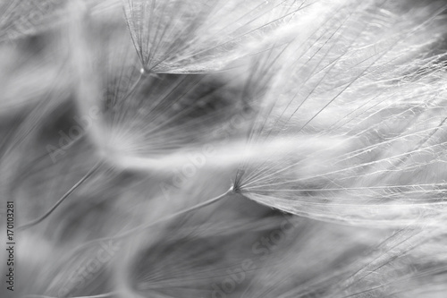 Fototapeta Naklejka Na Ścianę i Meble -  detail of seed of dandelion