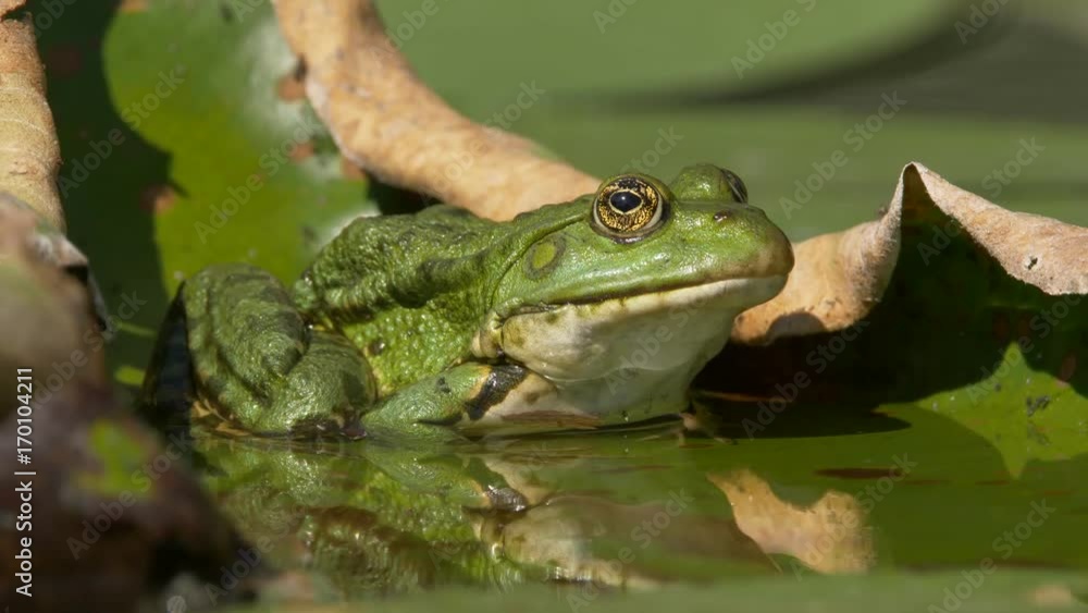 Marsh frog (Pelophylax ridibundus) on the yellow water-lily Marsh frog (Pelophylax ridibundus) on the yellow water-lily