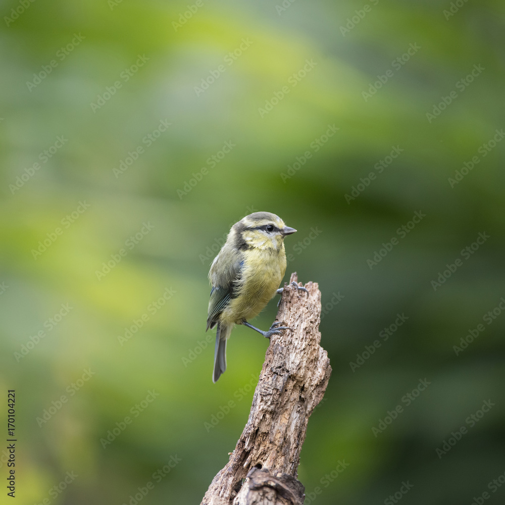Fototapeta premium Beautiful Blue Tit Cyanistes Caeruleus on tree in woodland landscape setting