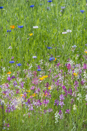 Beautiful vibrant landscape image of wildflower meadow in Summer