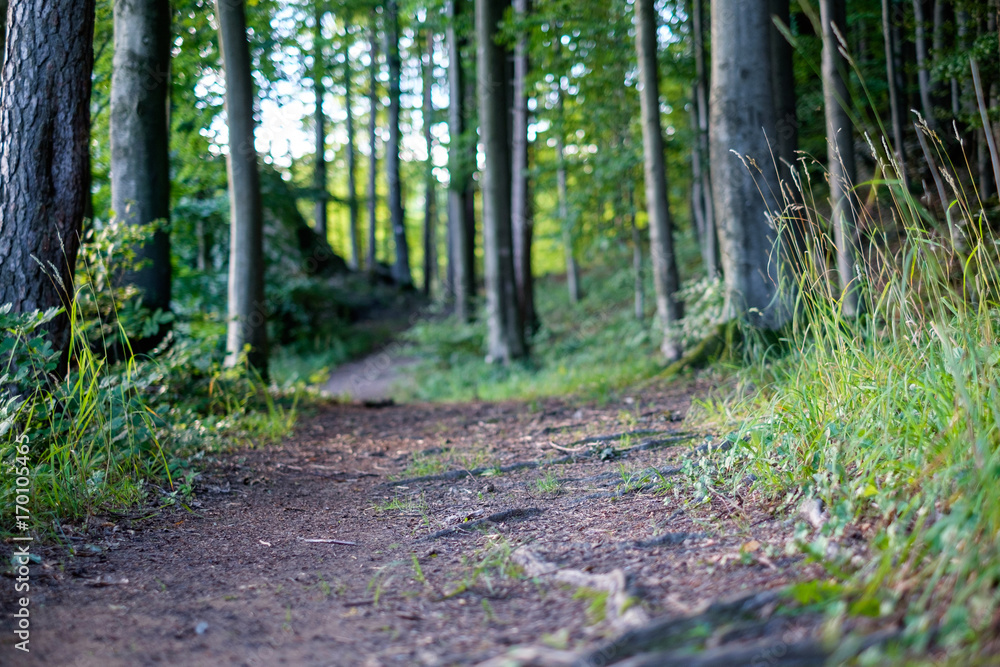 pPth through the beech forest pPth through the beech forest