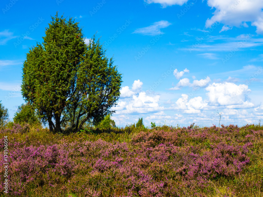 Lüneburger Heide