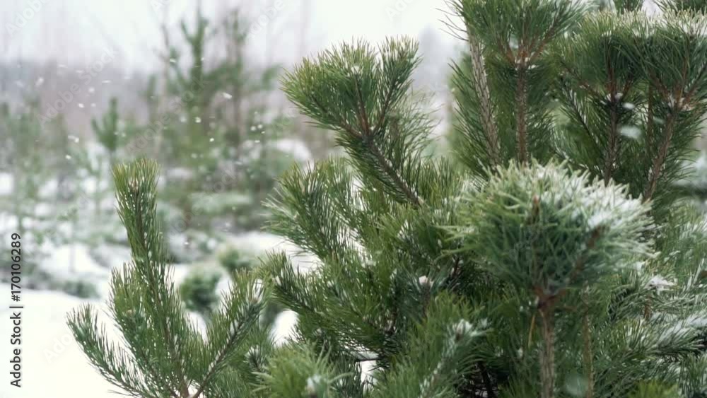 close up vew of fir tree needles covered with ice, snow and hoarfrost in the forest near the house during strong winter blizzard and wind close up vew of fir tree needles covered with ice, snow and hoarfrost in the forest near the house during strong winter blizzard and wind