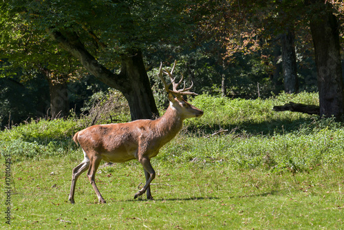 Rotwild im Wald