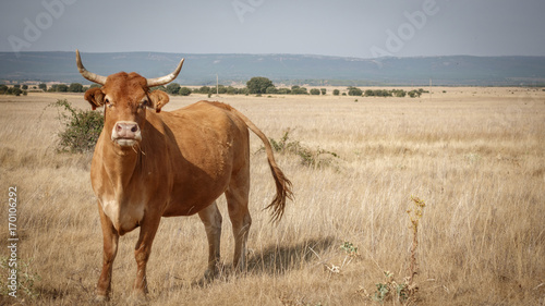 Canvastavla Brown cow in the smoothness