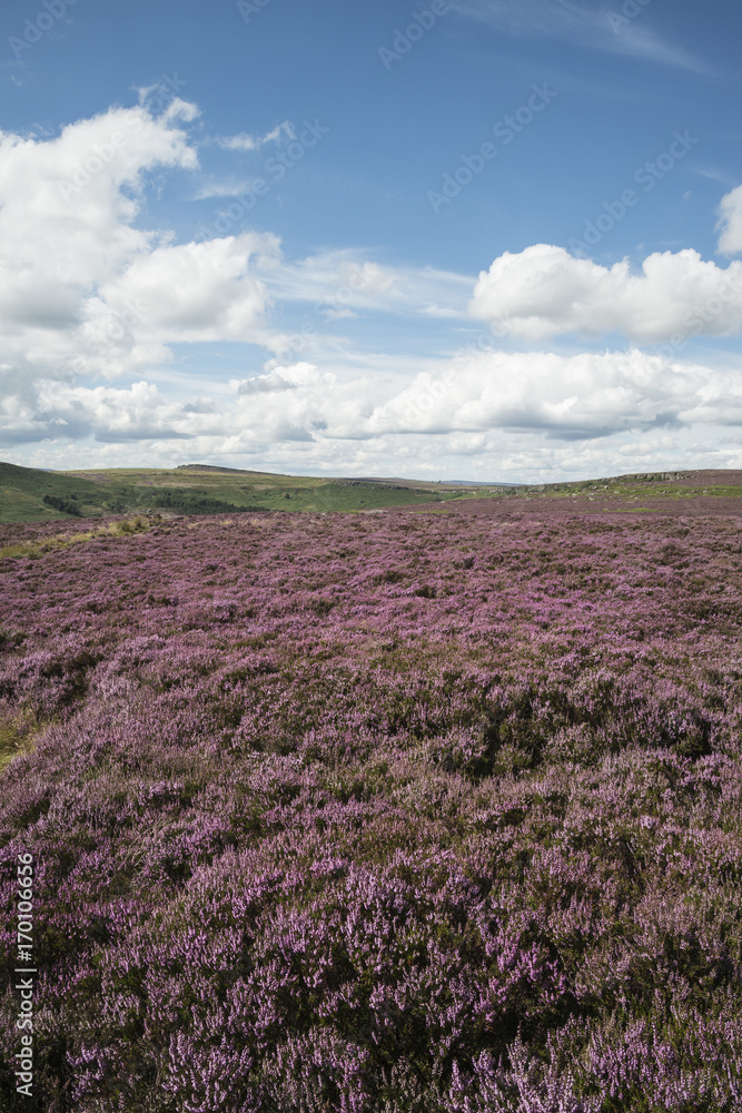 Beautiful vibrant landscape image of Burbage Edge and Rocks in Summer in Peak District England Beautiful vibrant landscape image of Burbage Edge and Rocks in Summer in Peak District England