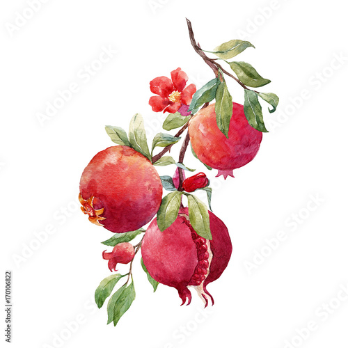 Pomegranate fruit branch