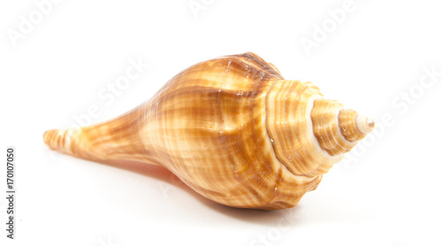 Seashell in close-up isolated