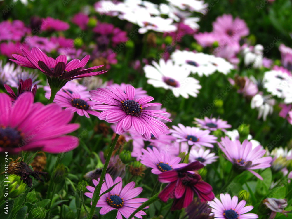 Beautiful Close up - White Blue Flowers Beautiful Close up - White Blue Flowers
