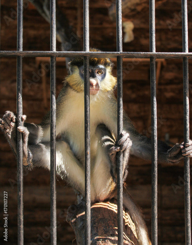 Monkey sitting behind the bars. © German S