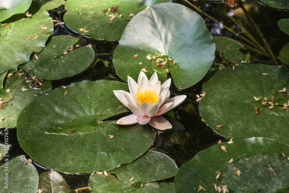 A water lily between the leaves. A water lily between the leaves.