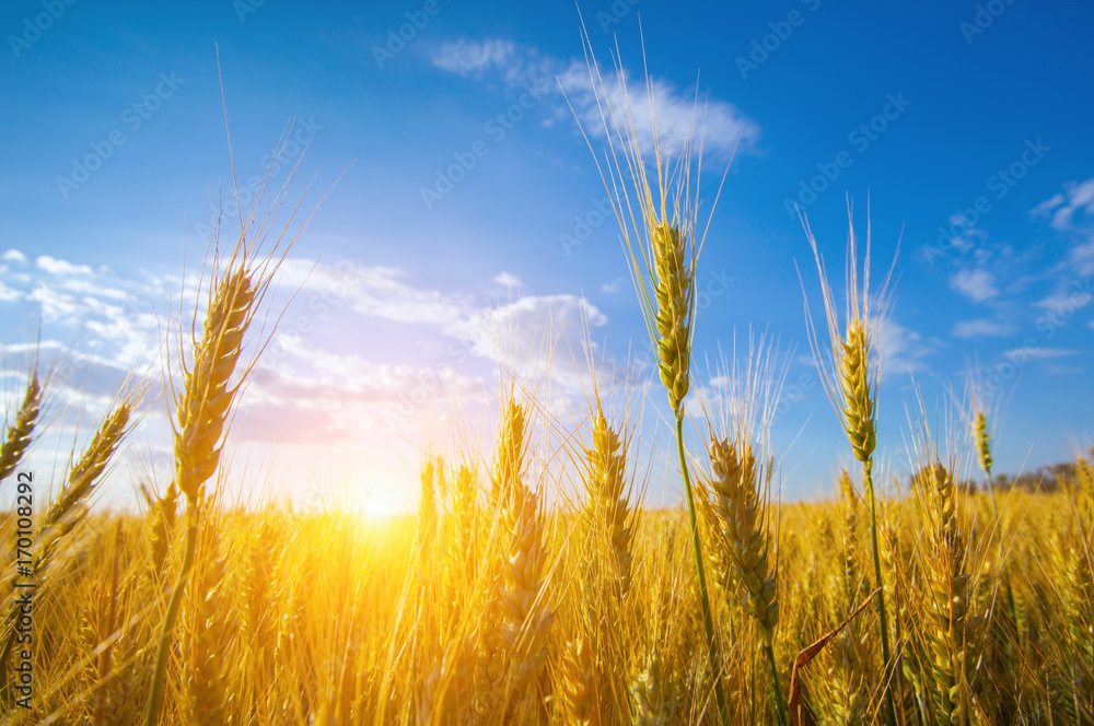 Picturesque mature, golden-brown field, yellow wheat at sunset. Grain harvest in summer. - obrazy, fototapety, plakaty 
