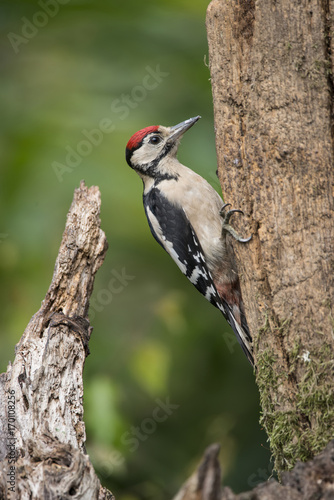 Beautiful Great Spotted Woodpecker bird Dendrocopos Major on tree stump in woodland landscape setting