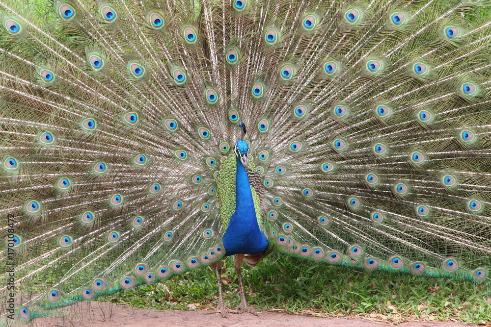 Obraz premium Peacock