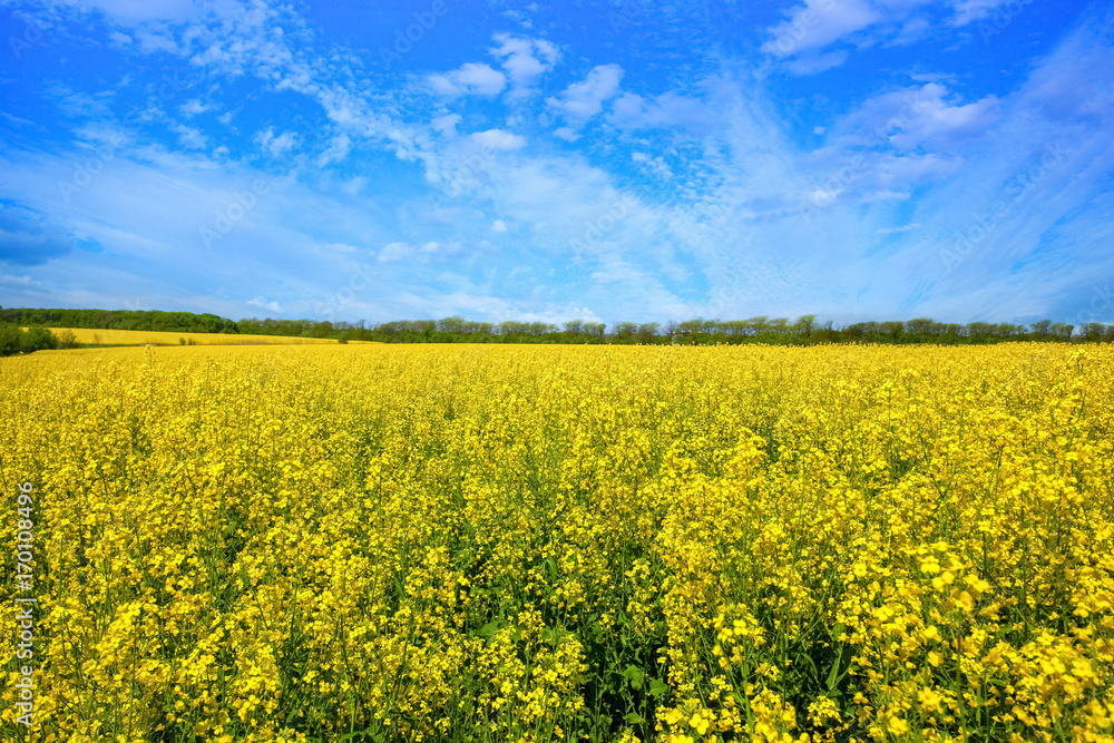 Beautiful flowering rapeseed field under the blue, cloudless sky on a clear spring day.